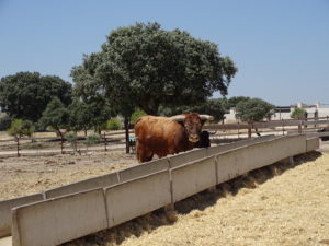 visita ganaderia de toros bravos en Madrid