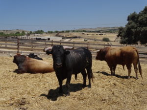 Conoce los toros bravos con una visita ganaderia en Madrid