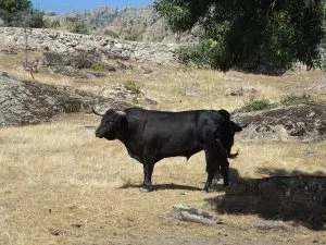 Visita ganadería Madrid