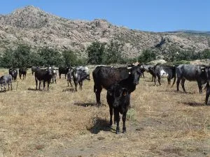 Toros ganadería flor de jara